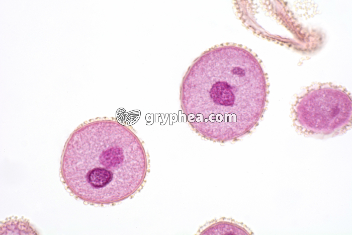 Pollen de Lys x200 - gryphea.com